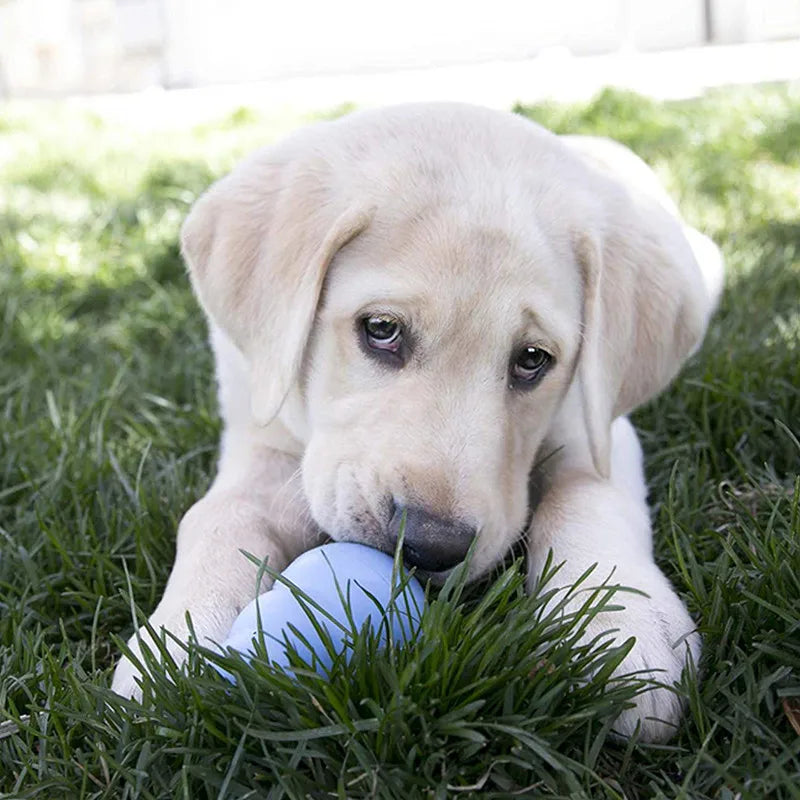Ultimate Puppy Natural Teething Rubber Chew Toy - Choose Your Size XS-L and Treats!