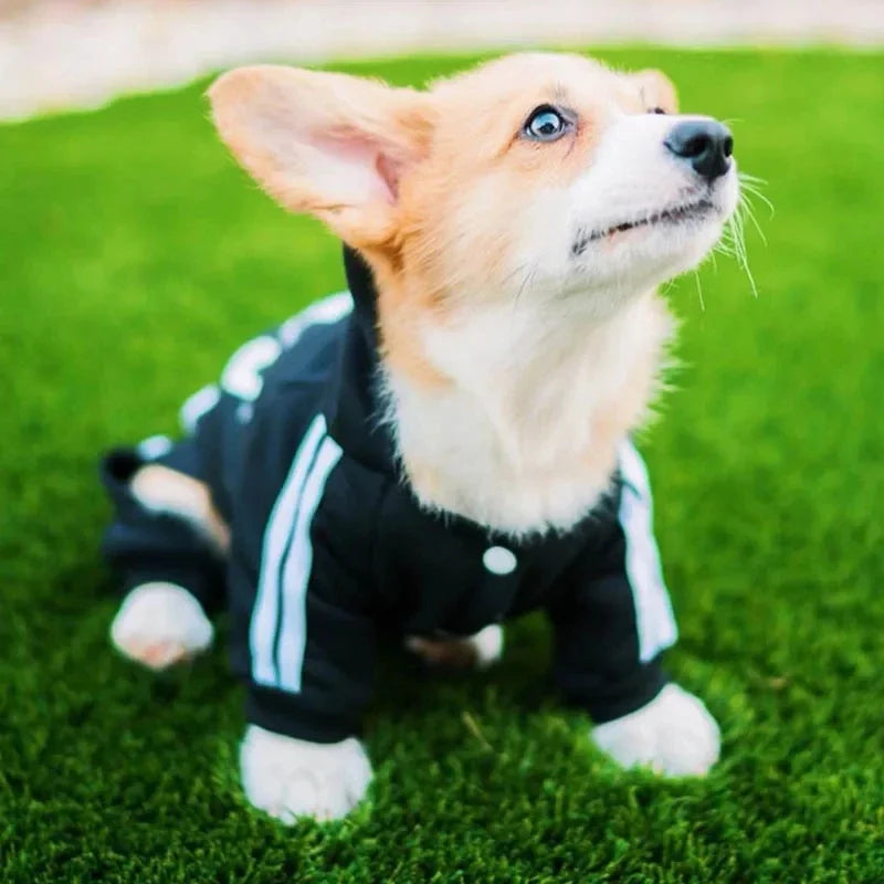 Chic and Cozy Pet Jumpsuit for Small to Medium Dogs - Perfect for French Bulldogs, Chihuahuas, and Pugs!