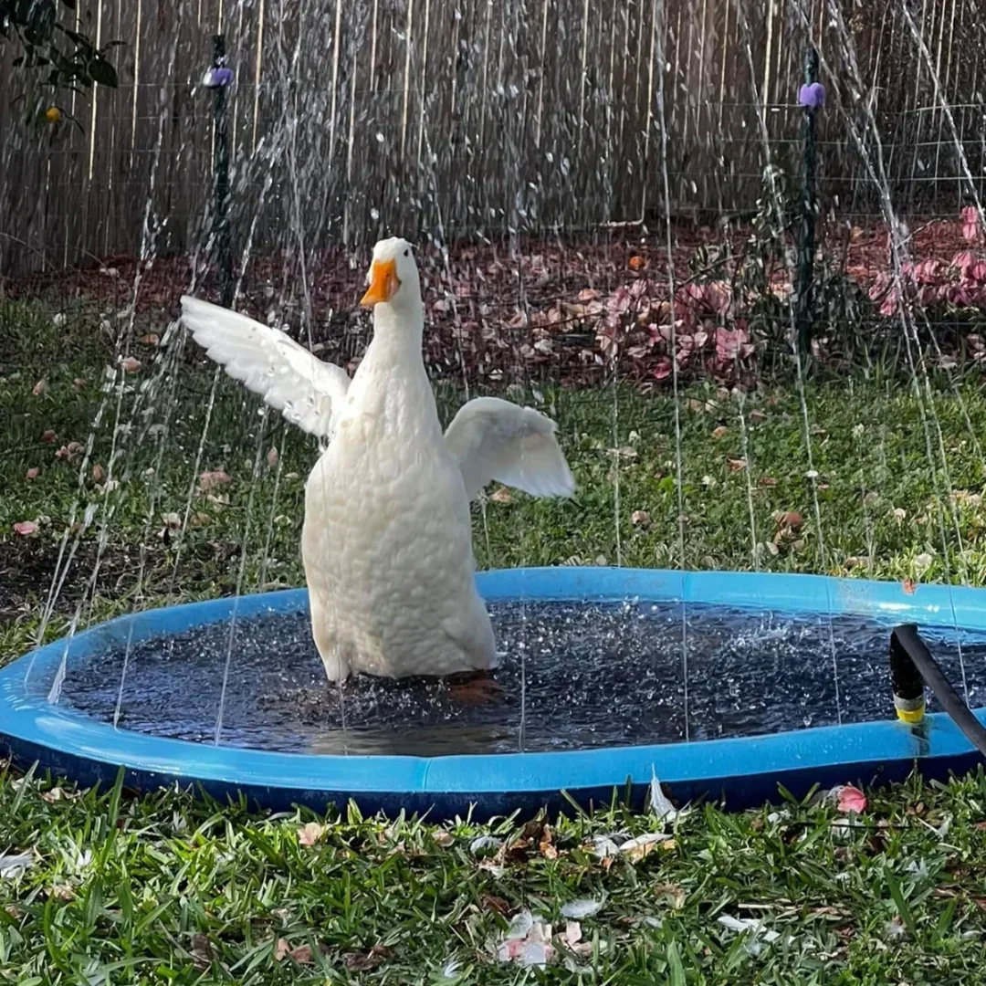 Ultimate Summer Fun for Your Furry Friend: Inflatable Pet Swimming Pool and Sprinkler Pad - Available in 100cm, 150cm, and 200cm Sizes!