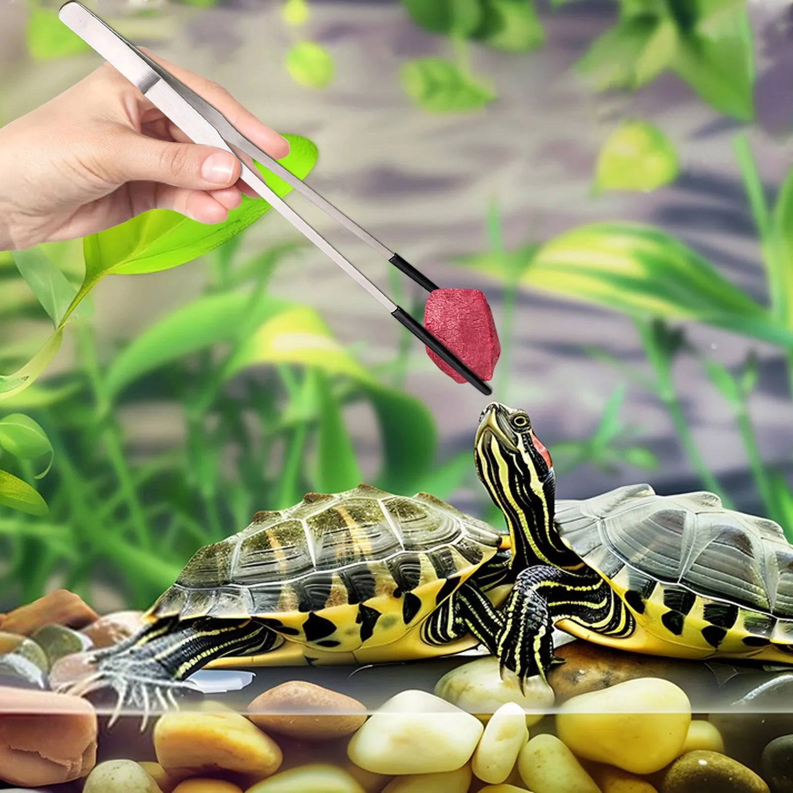 Premium Stainless Steel Reptile Feeding Tongs - Long Tweezers for Lizards, Snakes, Tarantulas, and More!